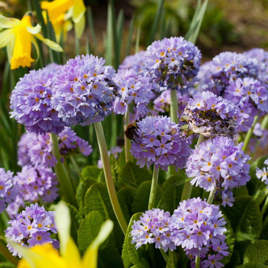 Primula denticulata Prom Lilac