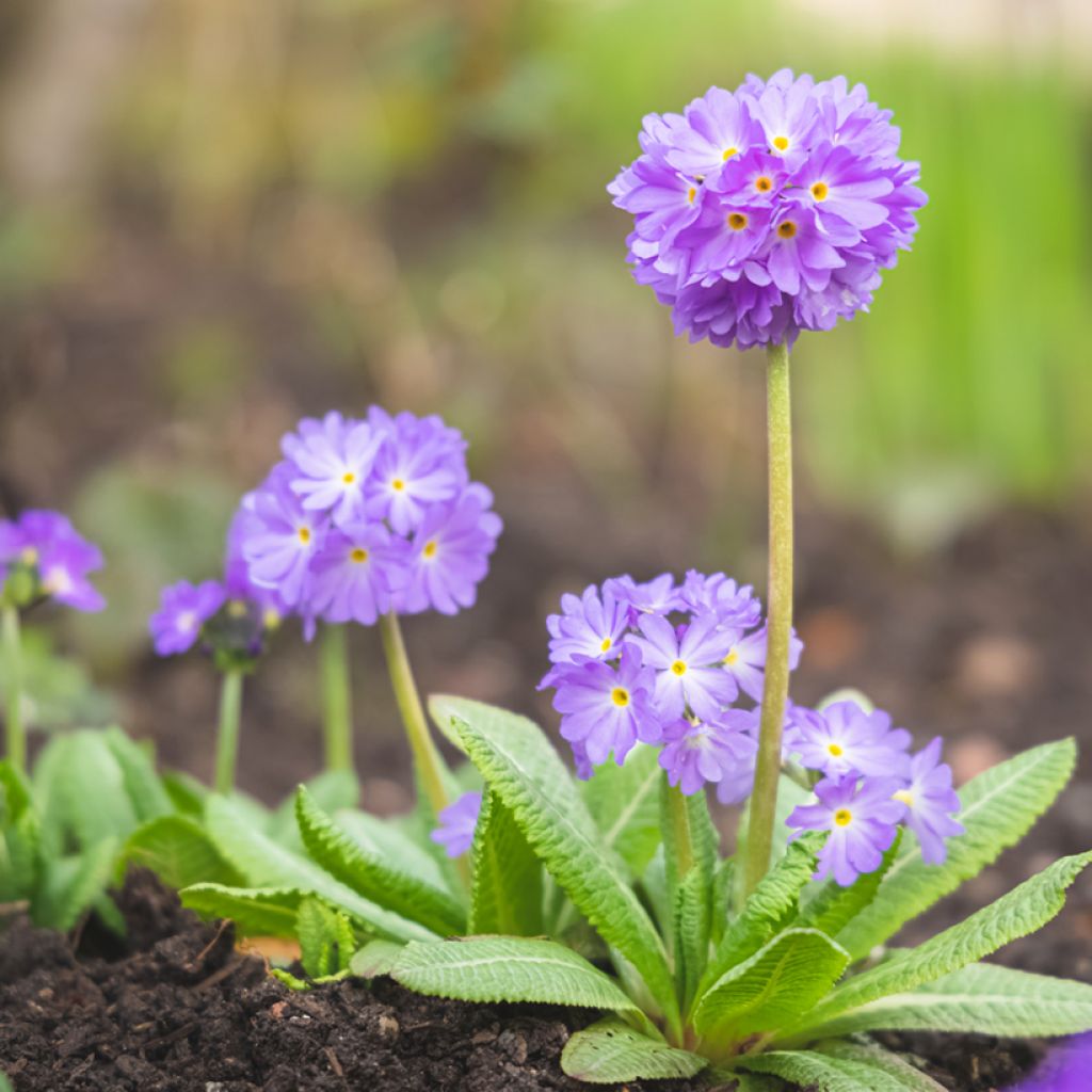 Primula denticulata Prom Lilac