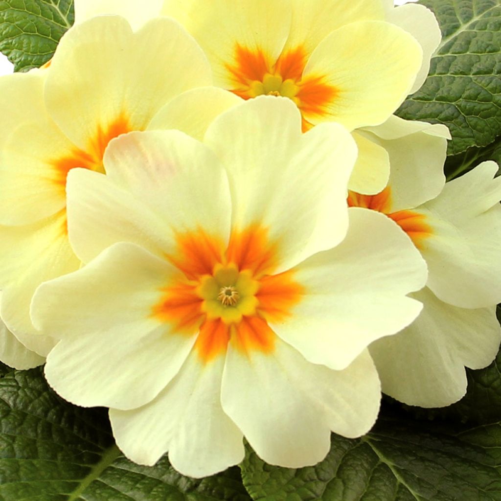 Primula vulgaris Rambo F1 Lemon Cream