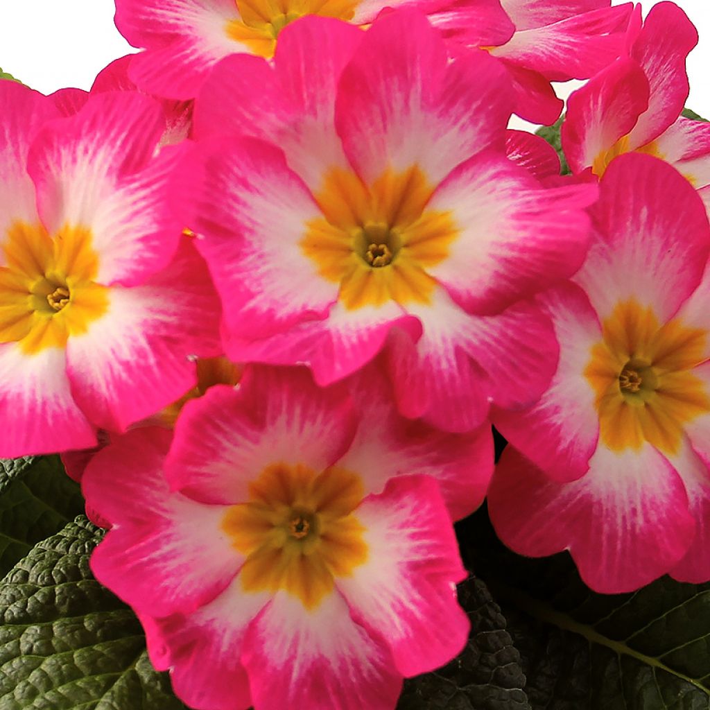 Primula vulgaris Rambo F1 Pink Flame