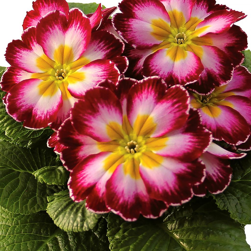 Primula vulgaris Rambo F1 Purple Flame