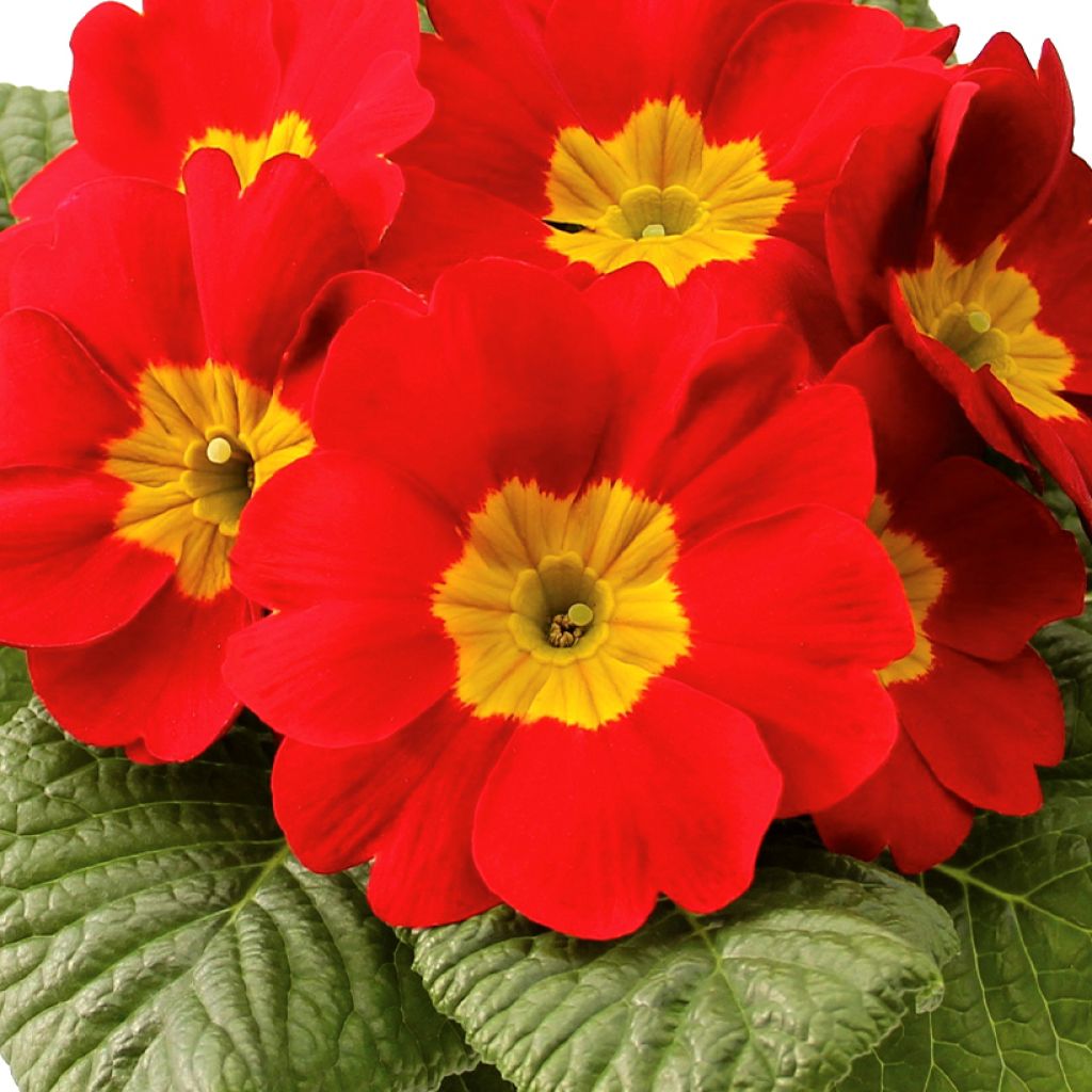 Primula vulgaris Rambo F1 Scarlet