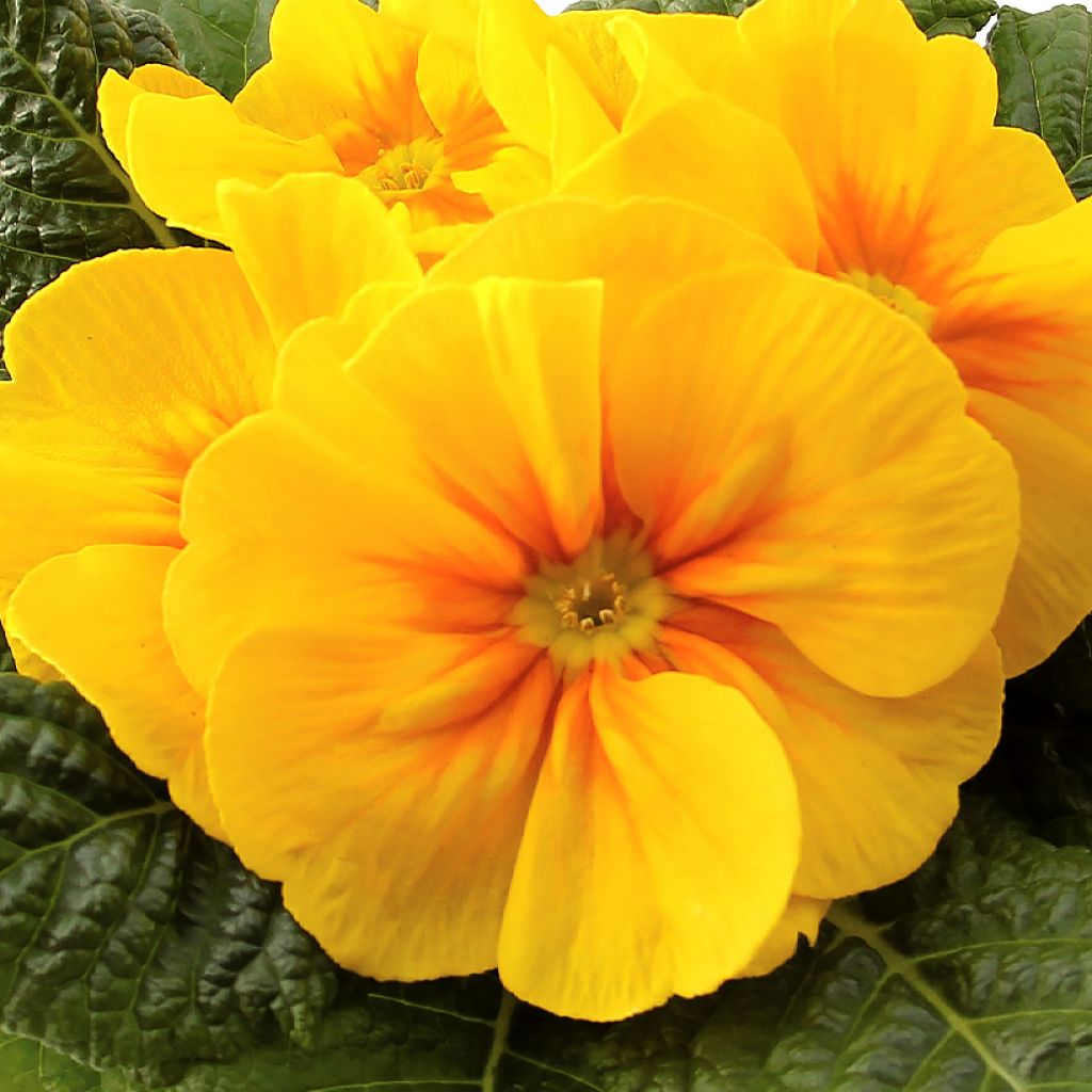 Primula vulgaris Rambo F1 Yellow Gold