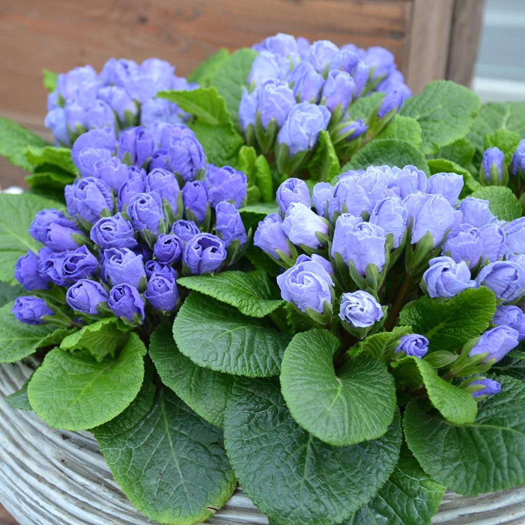 Primula vulgaris Rosebud F1 Crocus blue