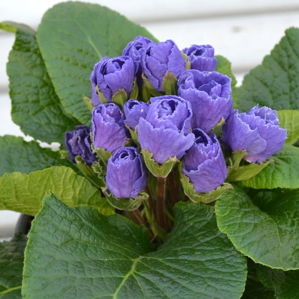 Primula vulgaris Rosebud F1 Crocus blue