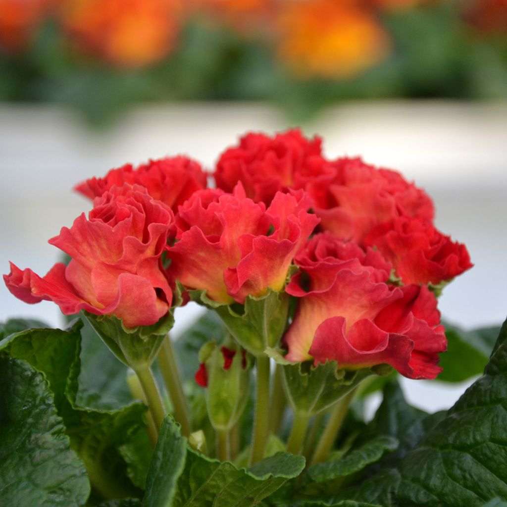 Primula vulgaris Rosebud F1 Red Shades