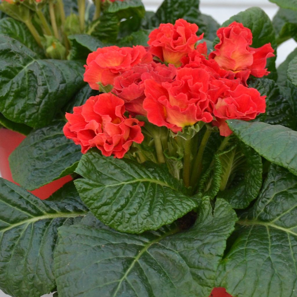 Primula vulgaris Rosebud F1 Red Shades