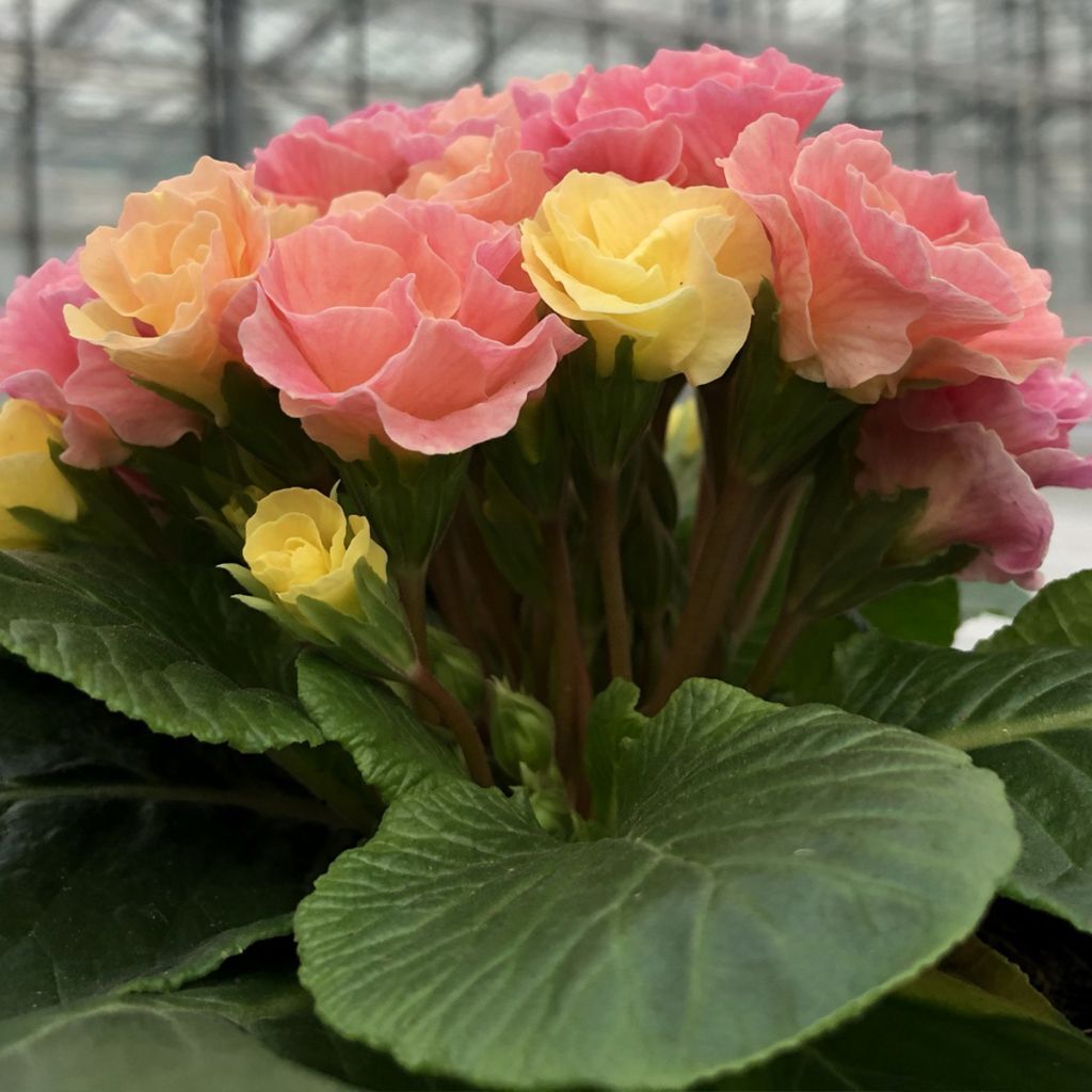 Primula vulgaris Rosebud F1 Tutti frutti