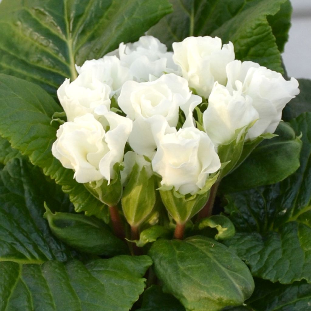 Primula vulgaris Rosebud F1 White