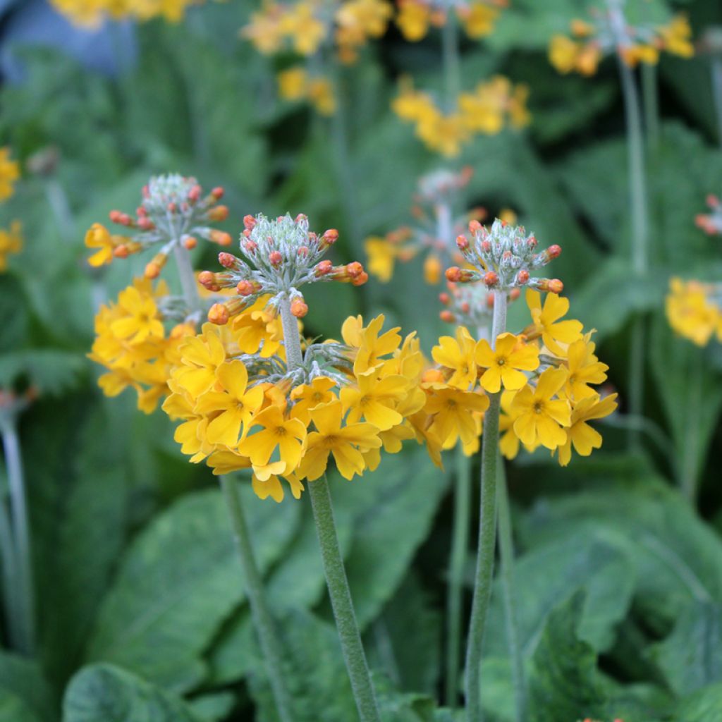 Primula bulleyana