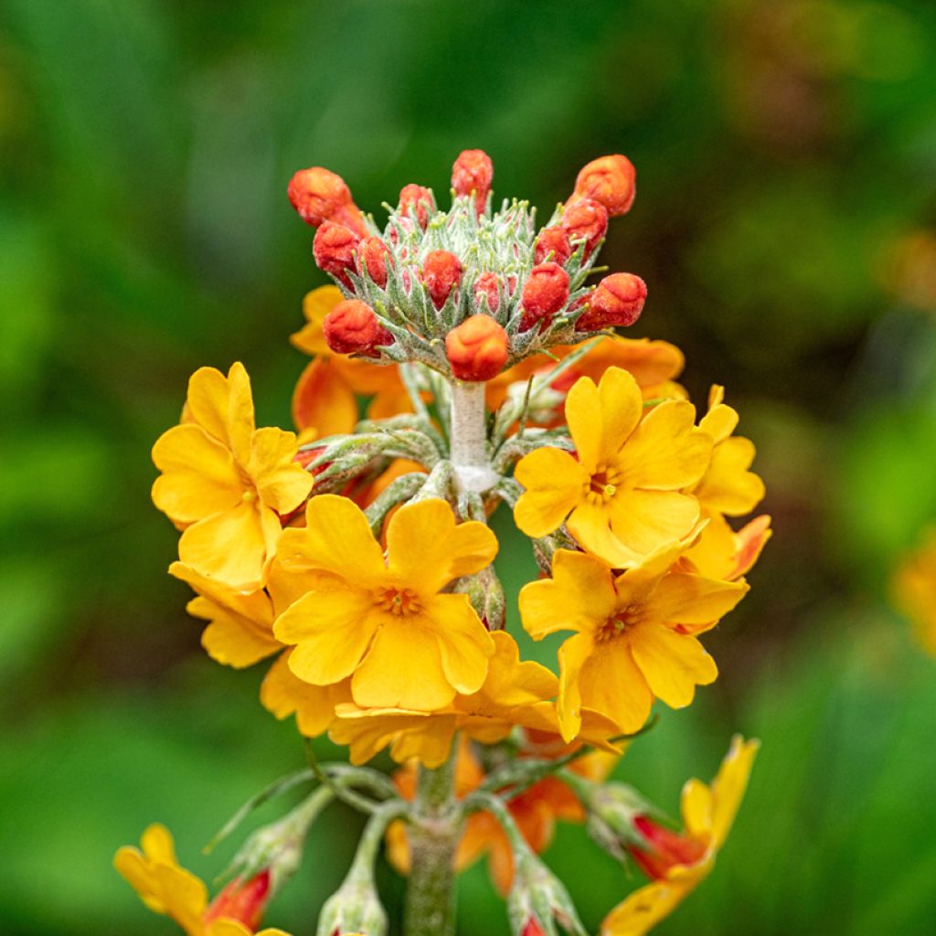 Primula bulleyana