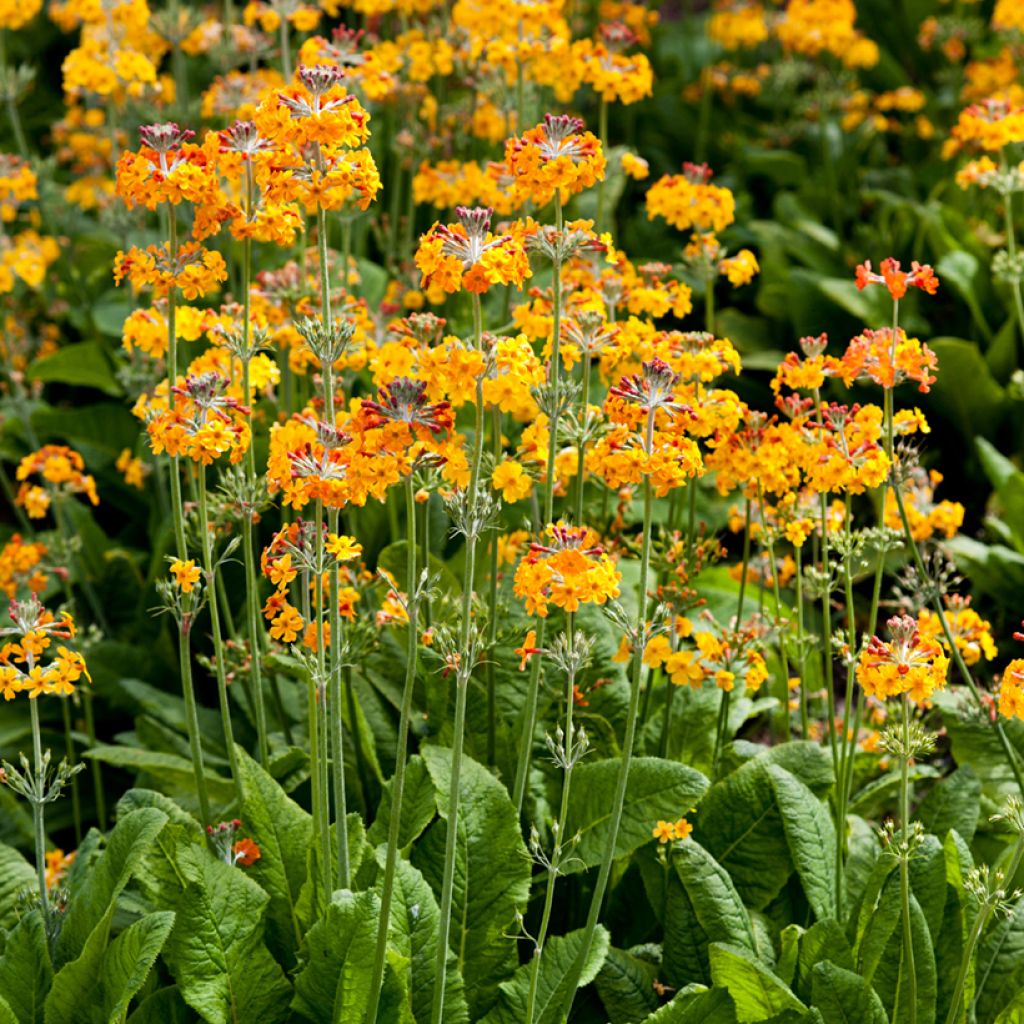 Primula bulleyana