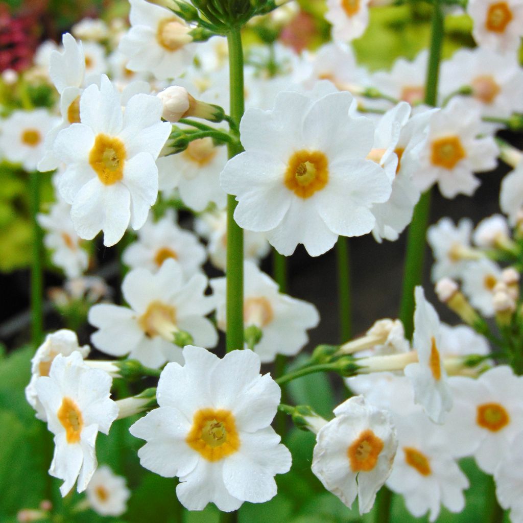 Primula japonica Alba