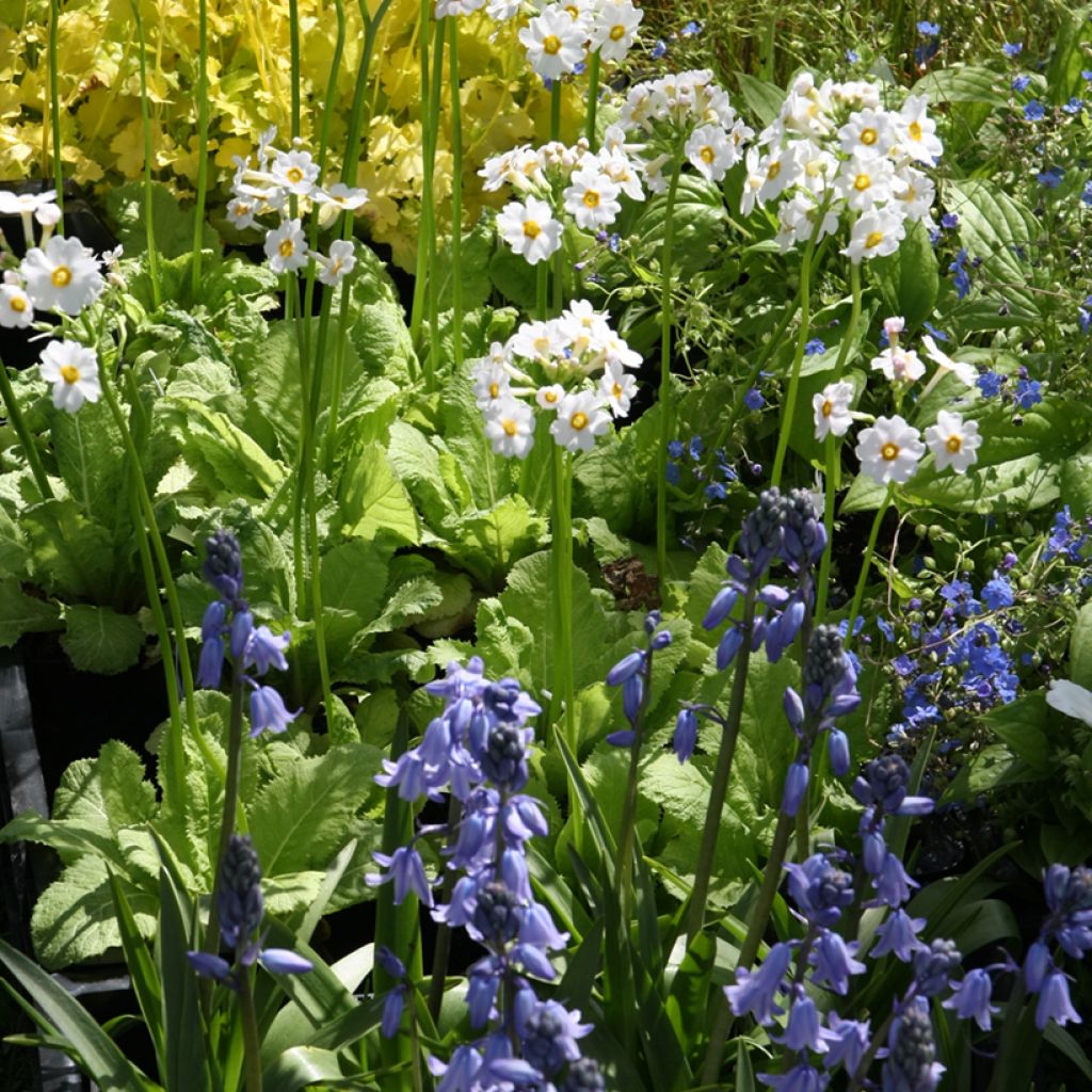 Primula japonica Alba