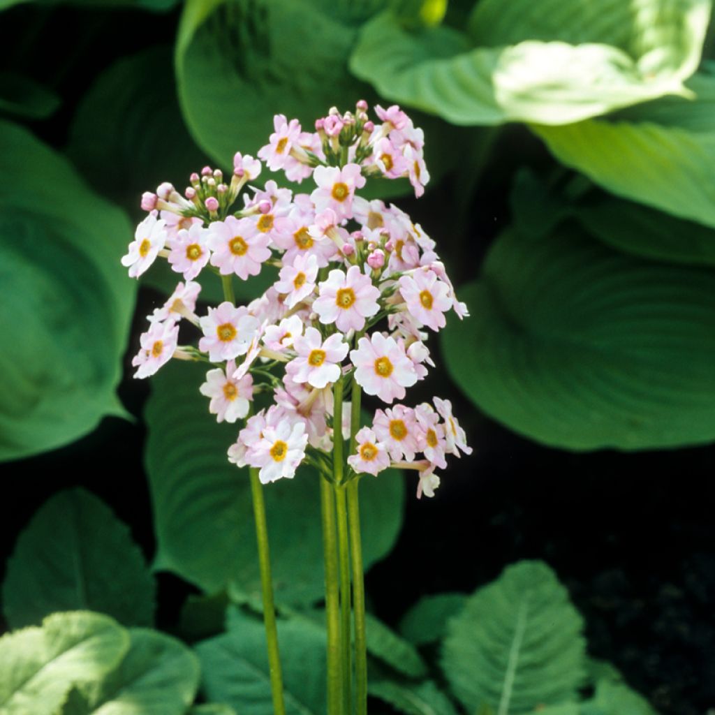 Primula japonica Alba