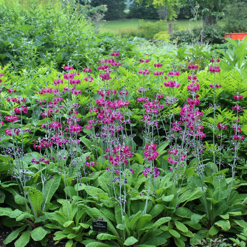 Primula pulverulenta