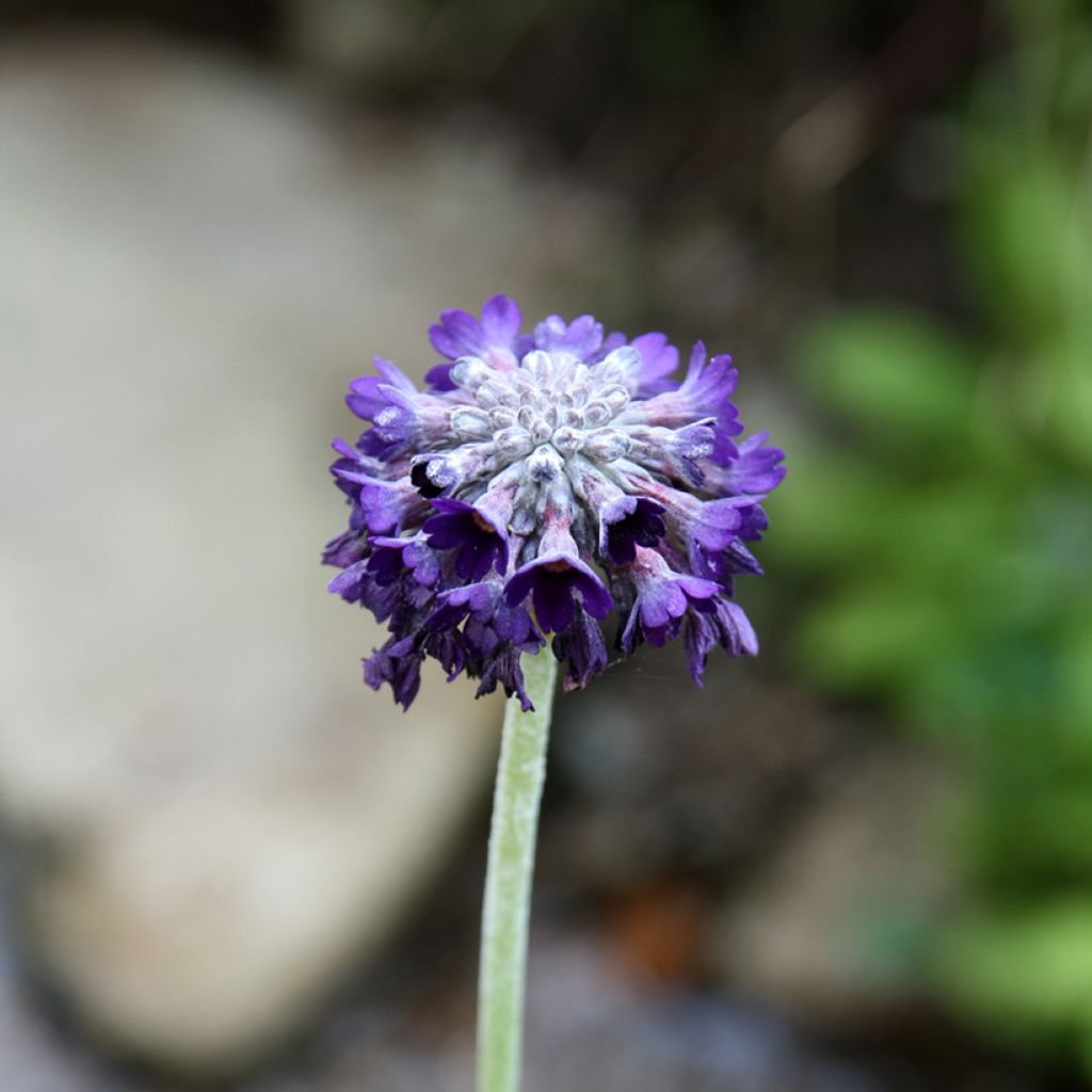 Primula capitata subsp. mooreana