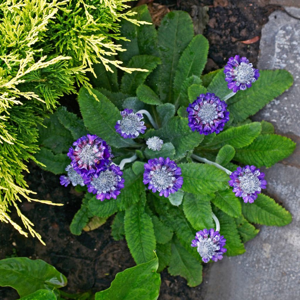 Primula capitata subsp. mooreana