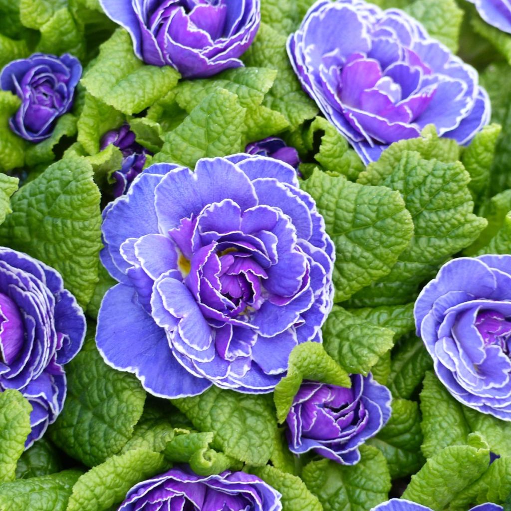 Primula vulgaris Belarina Amethyst Ice