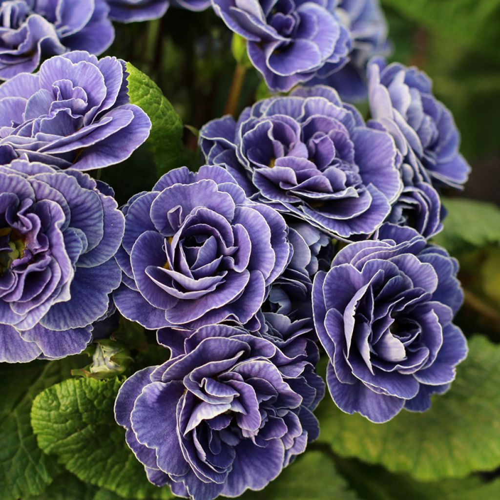 Primula vulgaris Belarina Amethyst Ice