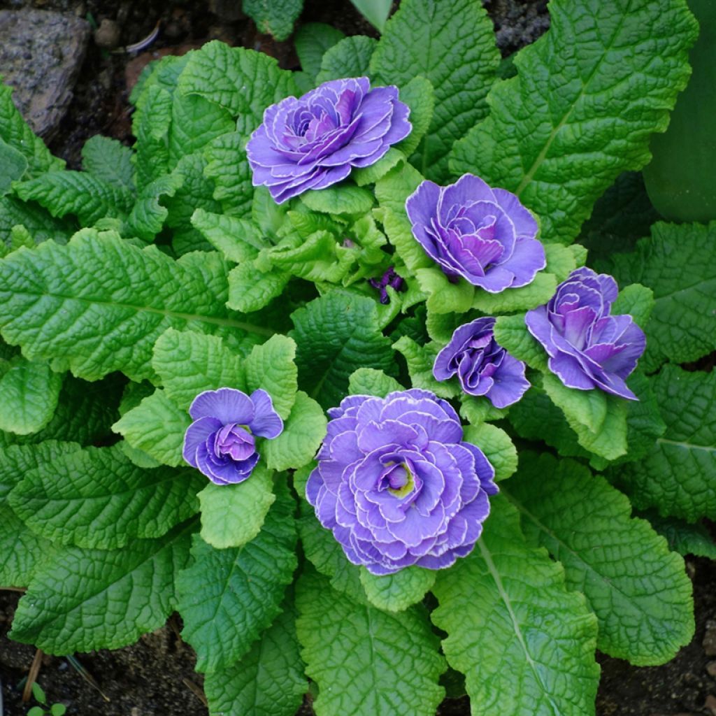 Primula vulgaris Belarina Amethyst Ice