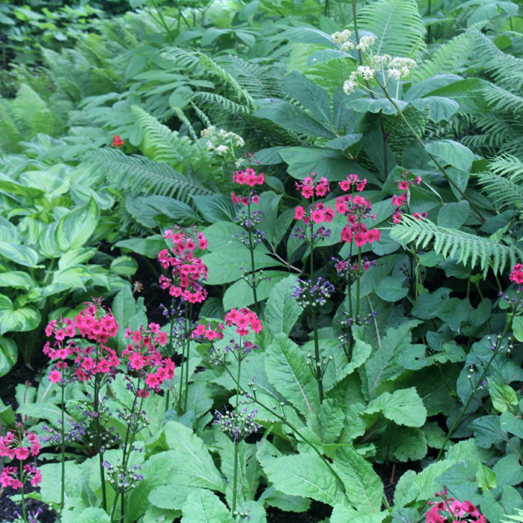 Primula japonica Millers Crimson