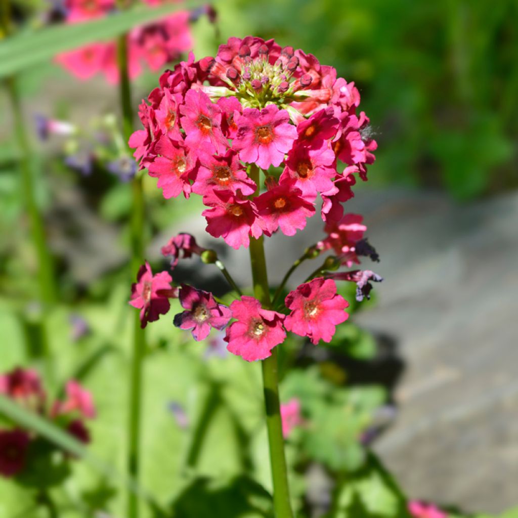 Primula japonica Millers Crimson