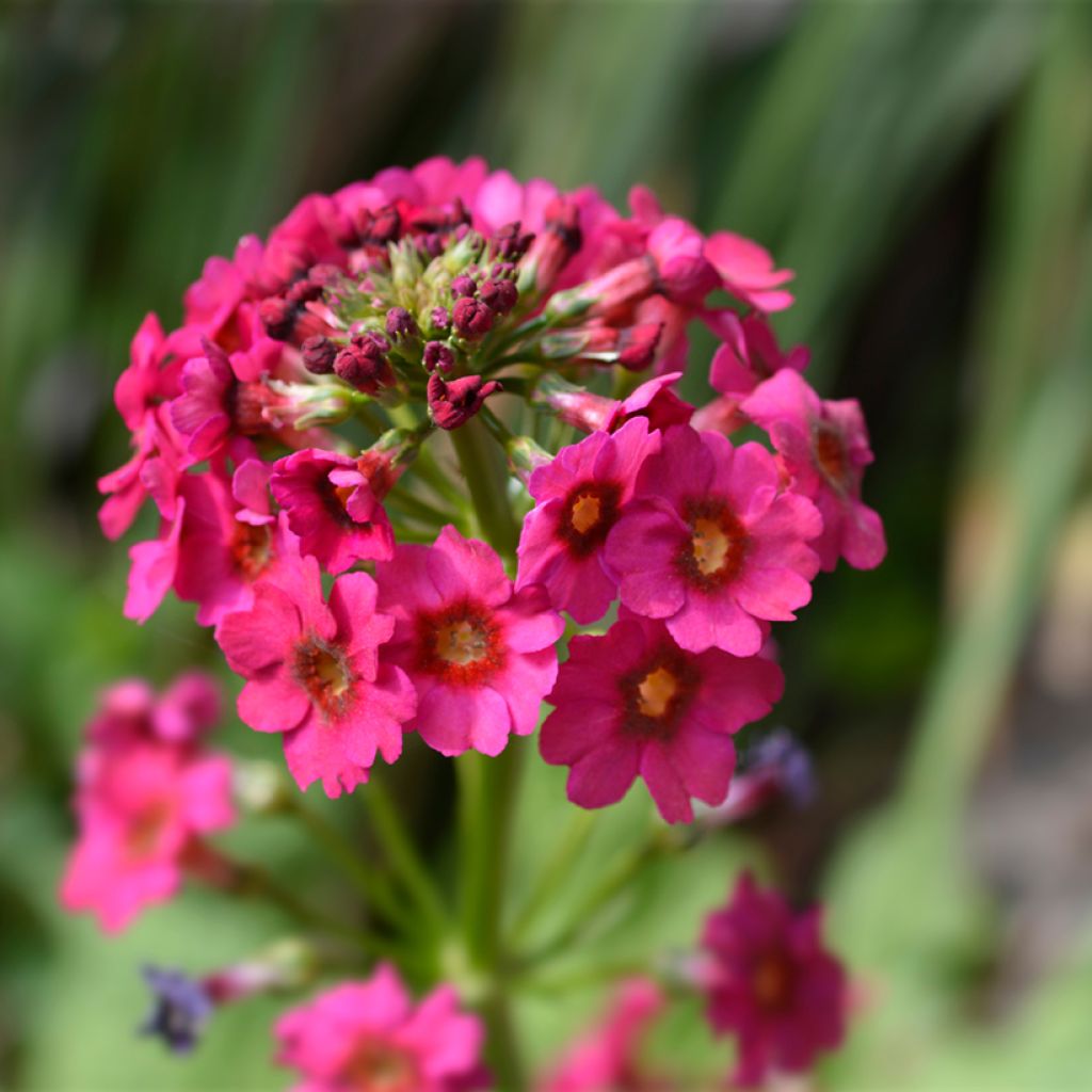 Primula japonica Millers Crimson