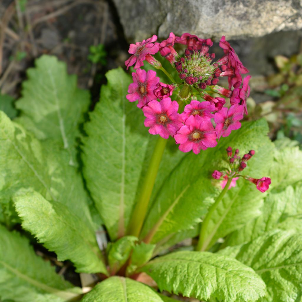 Primula japonica Millers Crimson