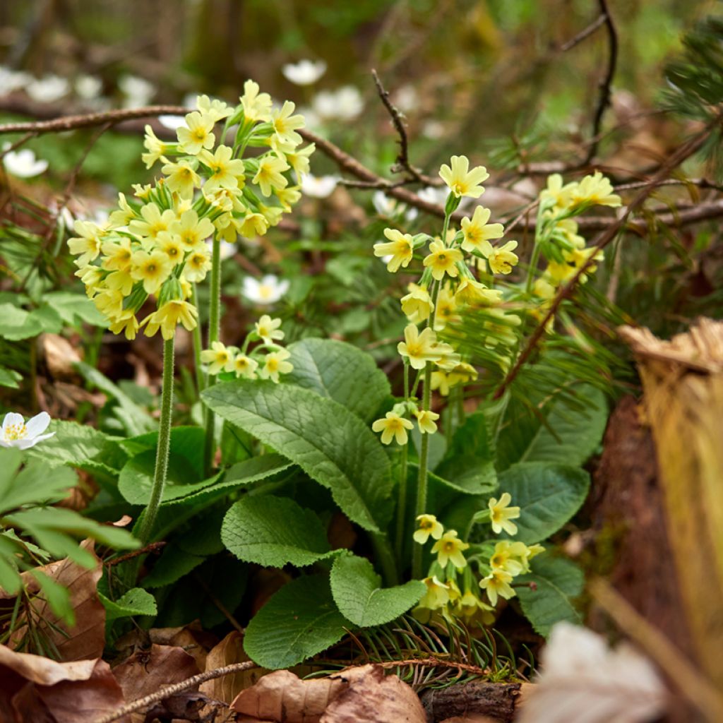 Primula elatior double Rubens