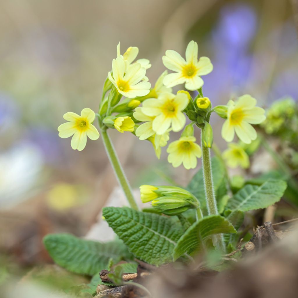 Primula elatior double Rubens