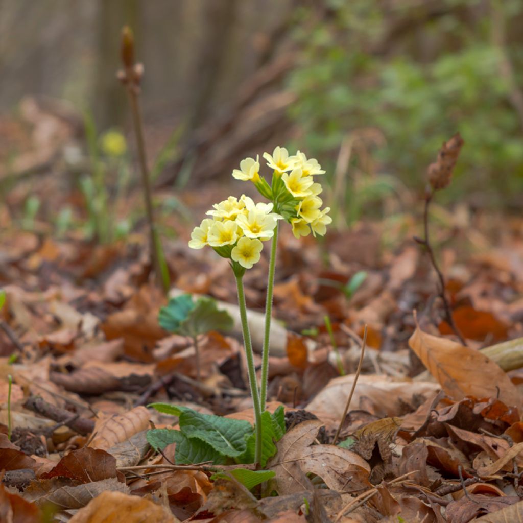 Primula elatior double Rubens