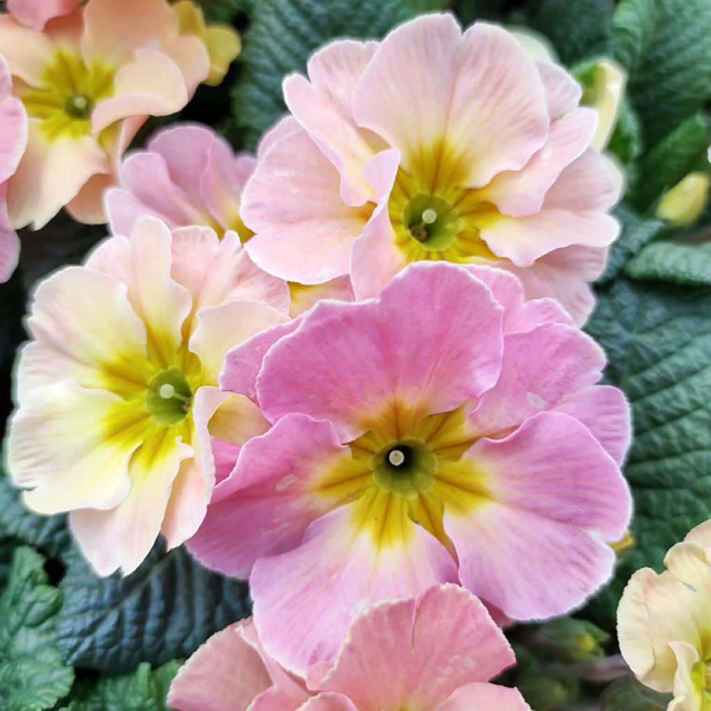 Primula hybrida Chameleon F1