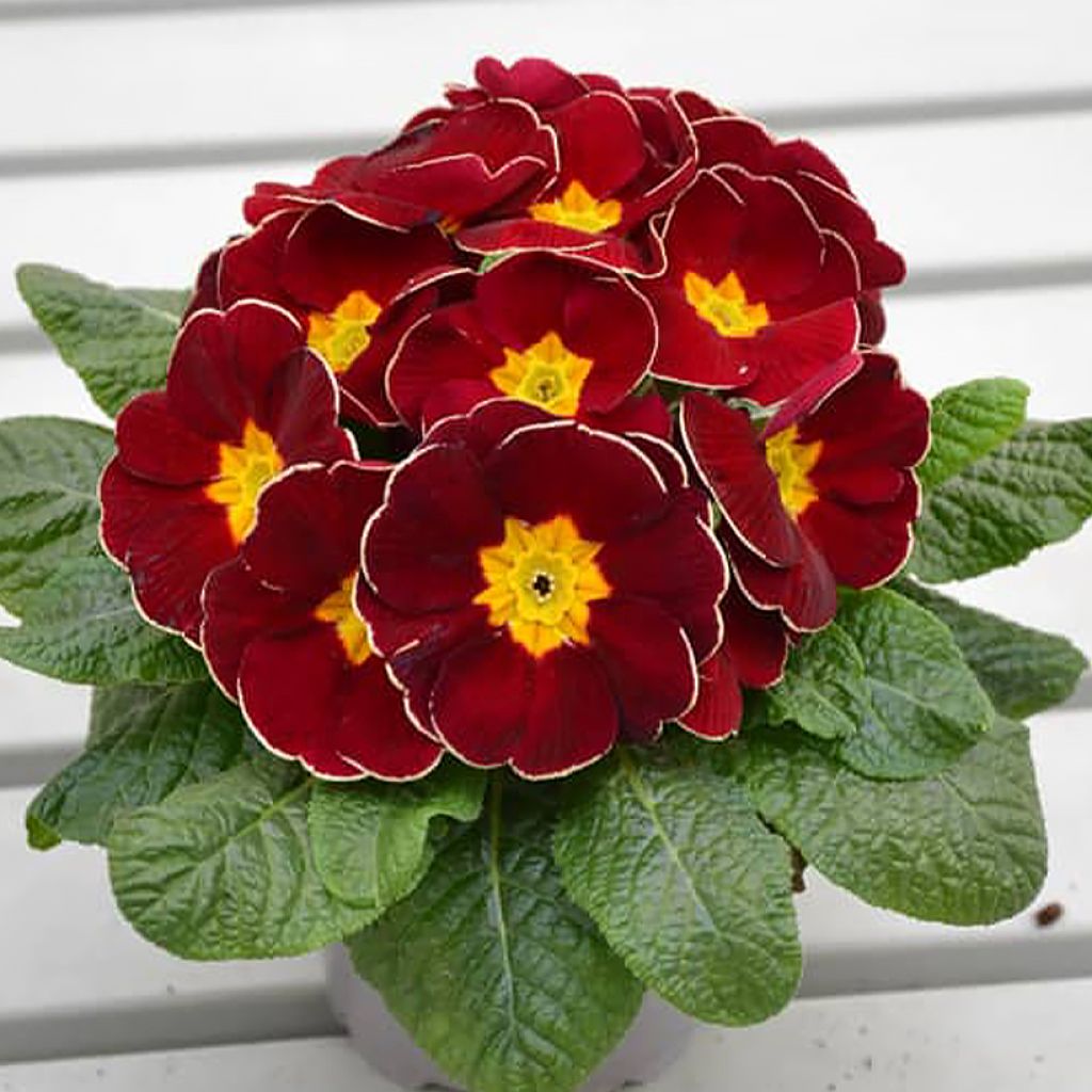 Primula Charlie Wine Red Edge F1