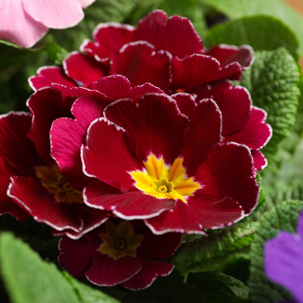 Primula Charlie Wine Red Edge F1