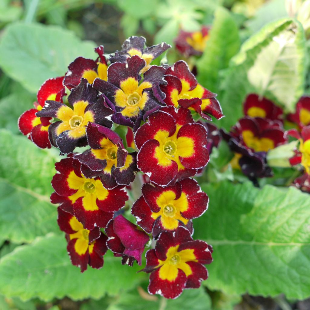 Primula Charlie Wine Red Edge F1