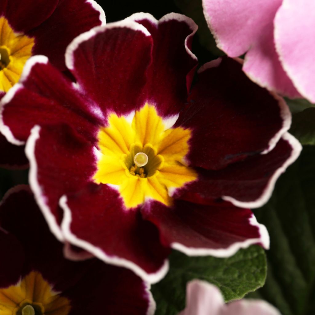 Primula Charlie Wine Red Edge F1