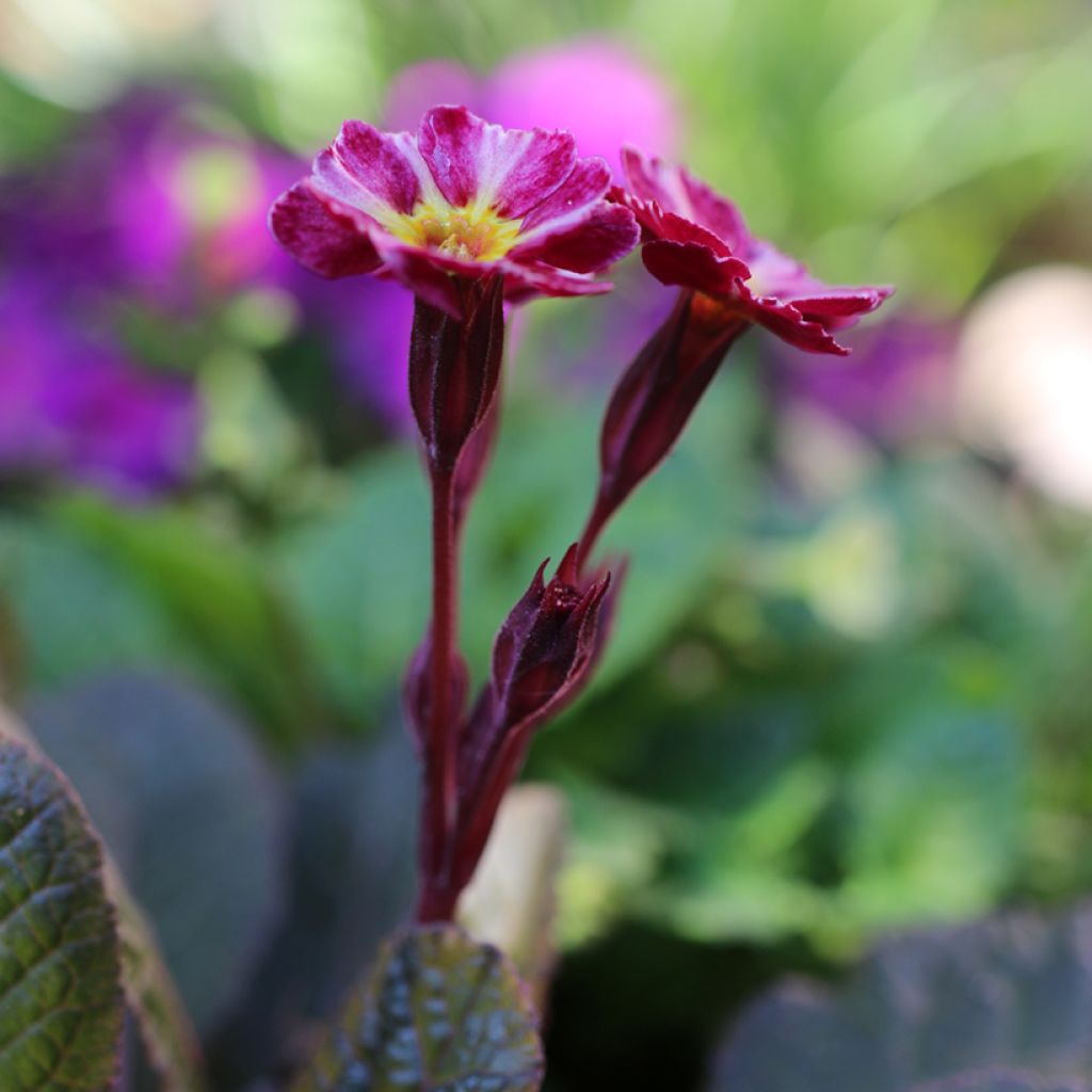 Primula polyanthus Dark Rosaleen