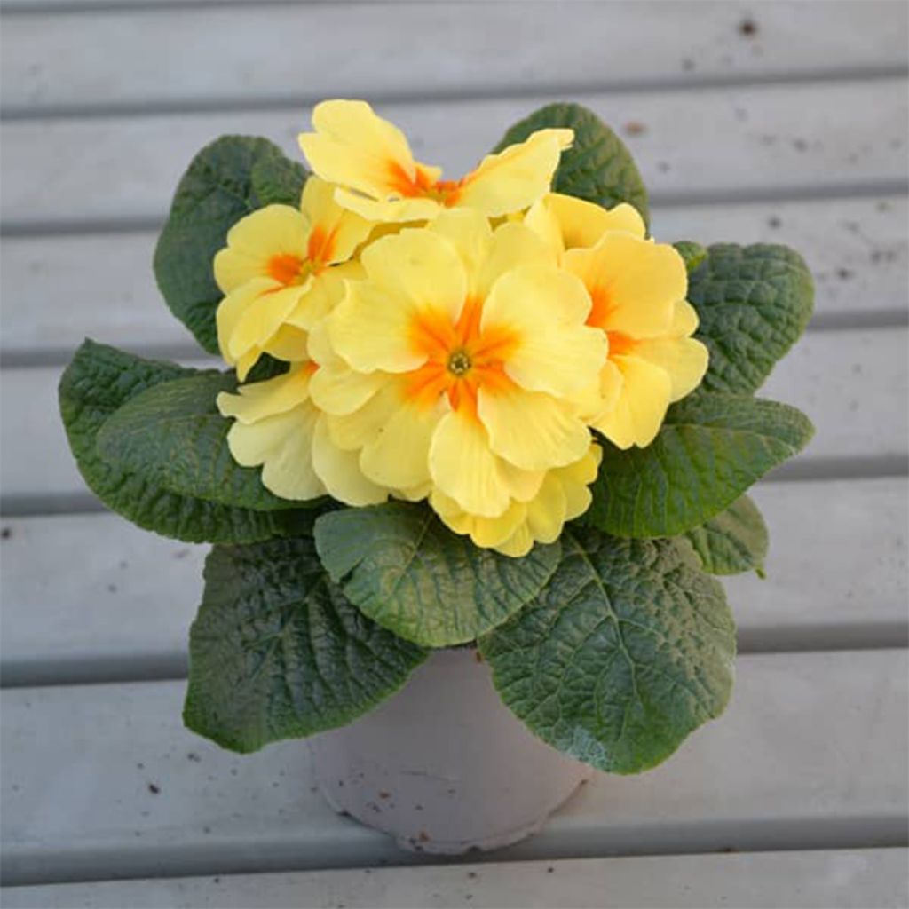 Primevère hybride Evie Lemon Cream F1 - Primula hybrida