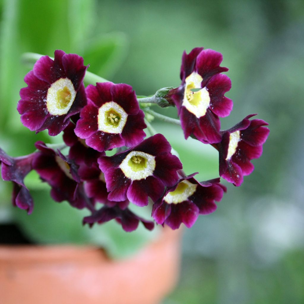 Primula pubescens Mix