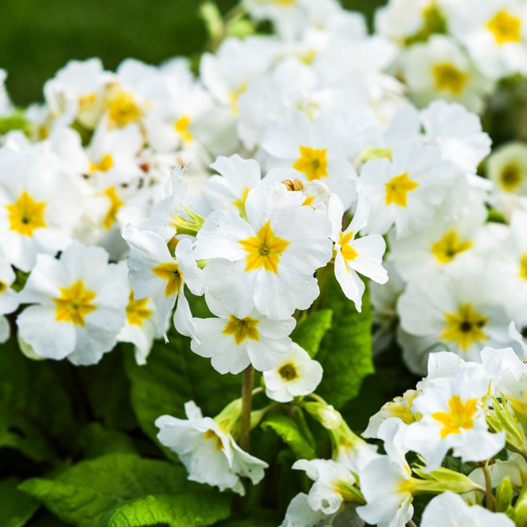 Primula vulgaris