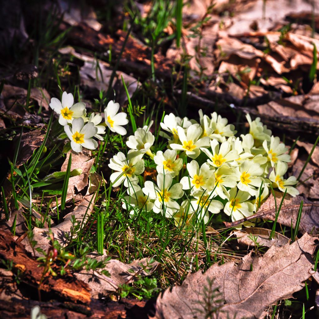 Primula vulgaris