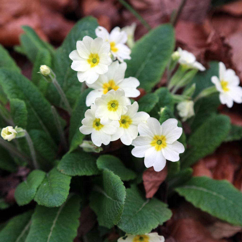 Primula vulgaris