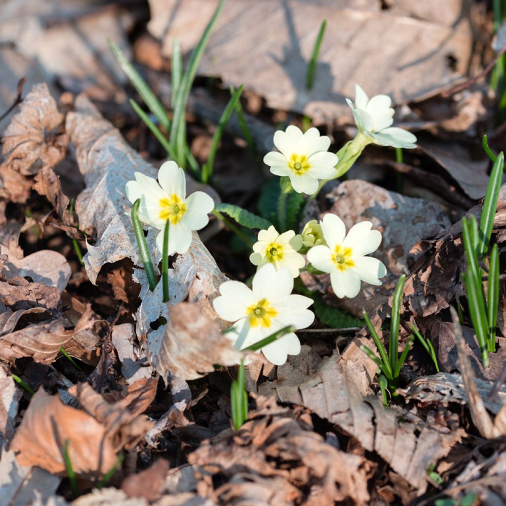 Primula vulgaris