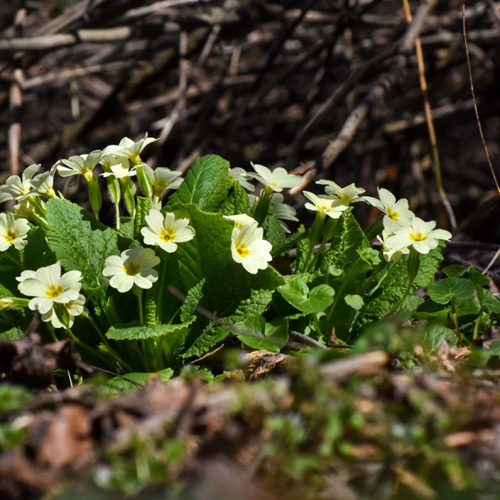 Primula vulgaris