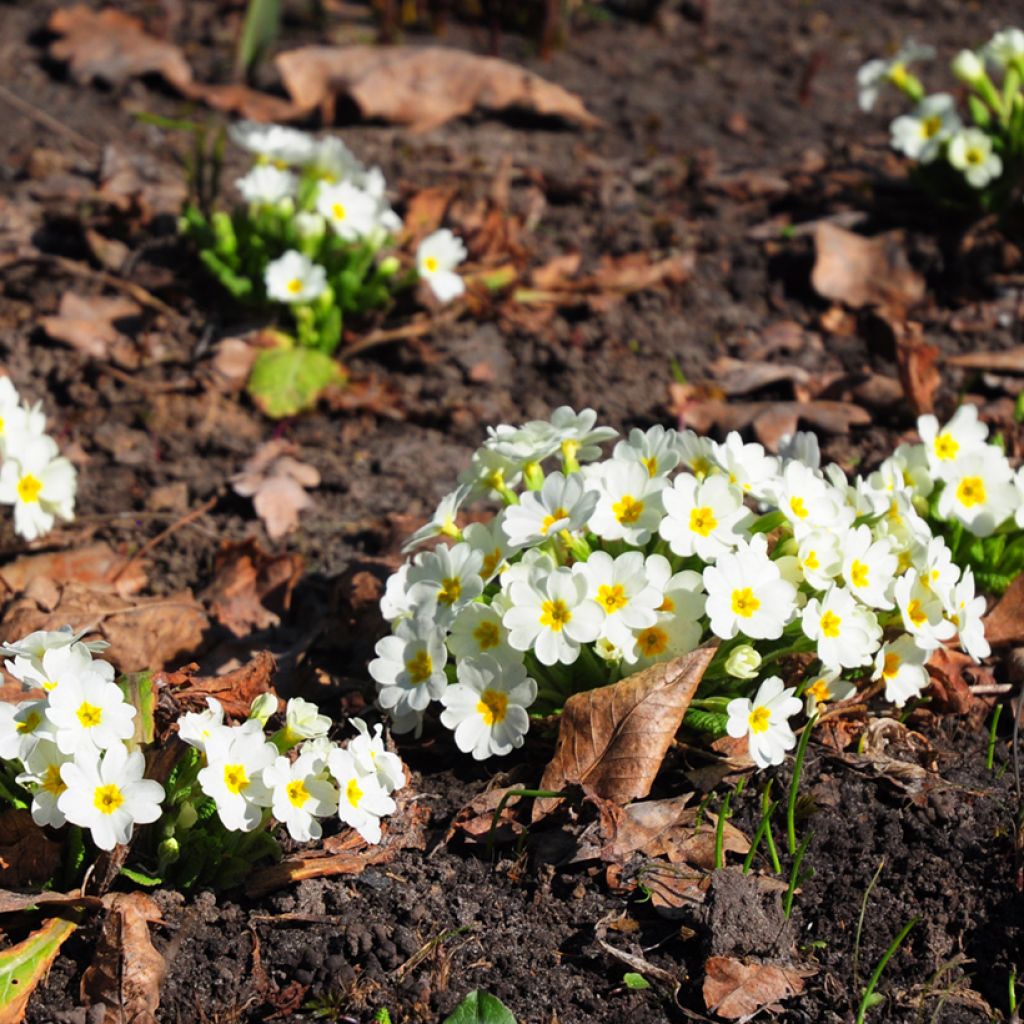 Primula vulgaris