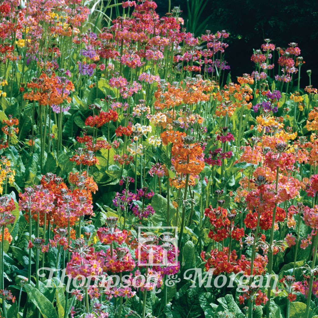 Primula Candelabra Hybrids 1 