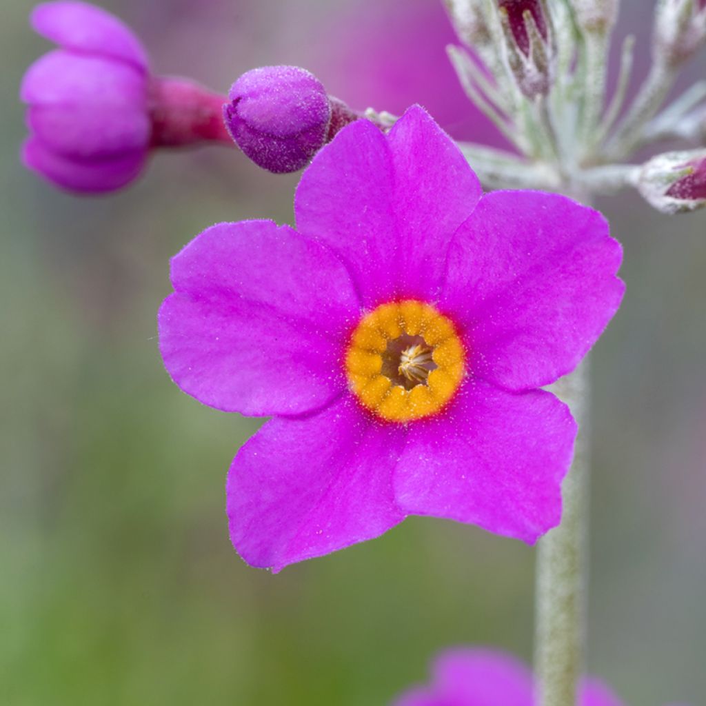 Primula beesiana