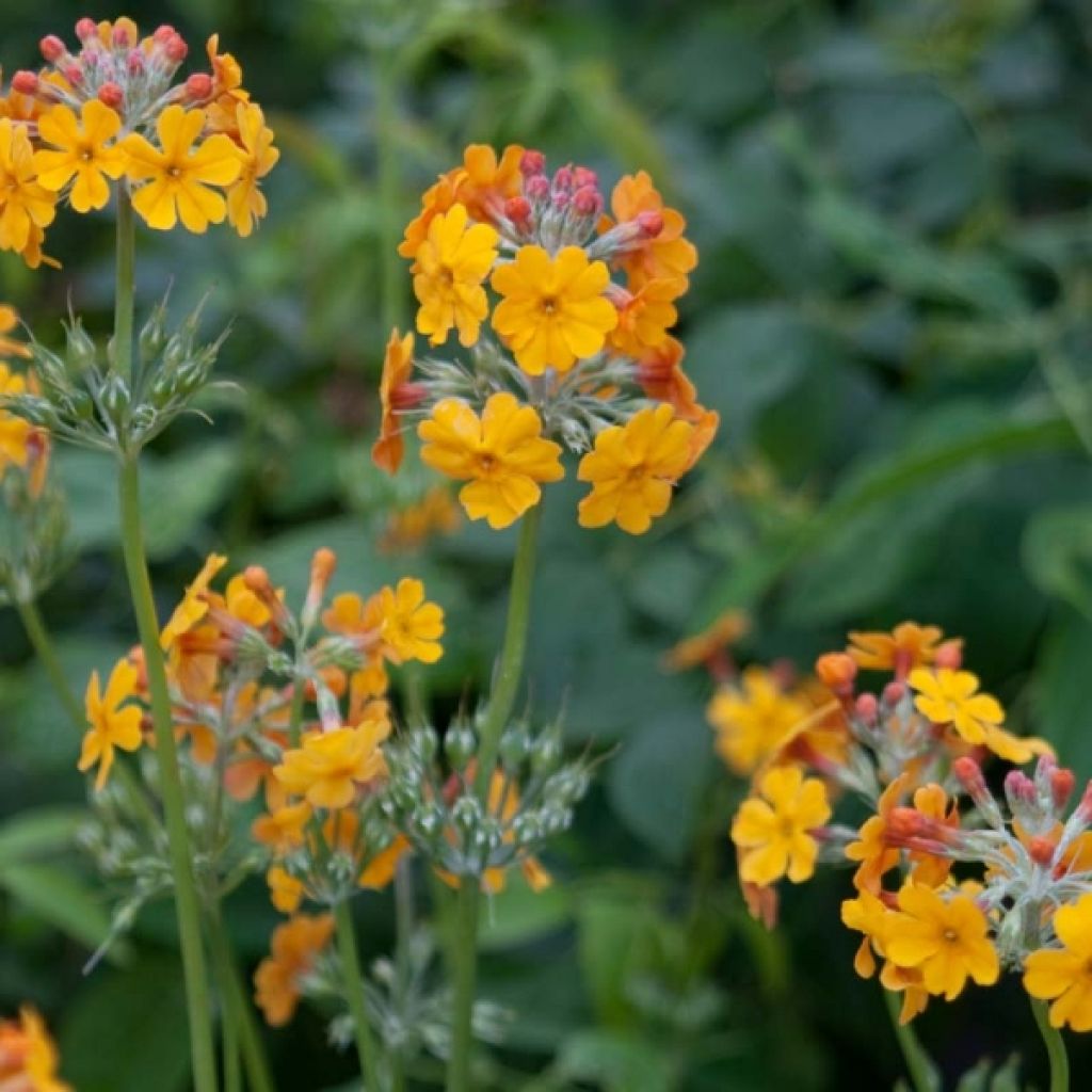 Primula bulleyana