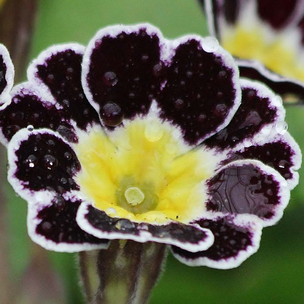 Primula eliator Gold Lace Black